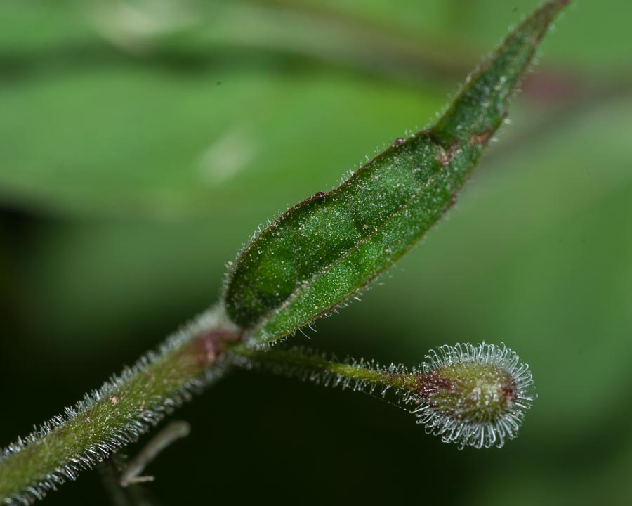 Circaea lutetiana / Erba maga comune